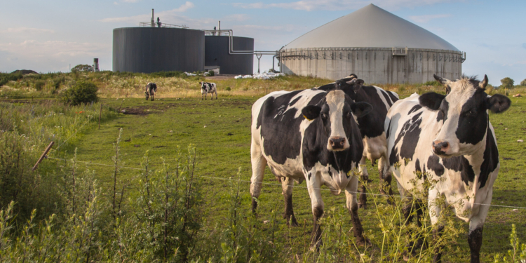 La Comisión aprueba una ayuda estatal italiana de 18,2 millones de euros para apoyar las inversiones en el sector lácteo