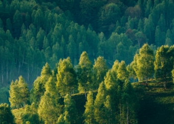 El crecimiento forestal en la UE supera a la cosecha