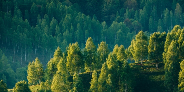 El crecimiento forestal en la UE supera a la cosecha