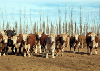 La producción bruta autóctona de ganado bovino descenderá en 11,4 millones de cabezas en el primer semestre 2026