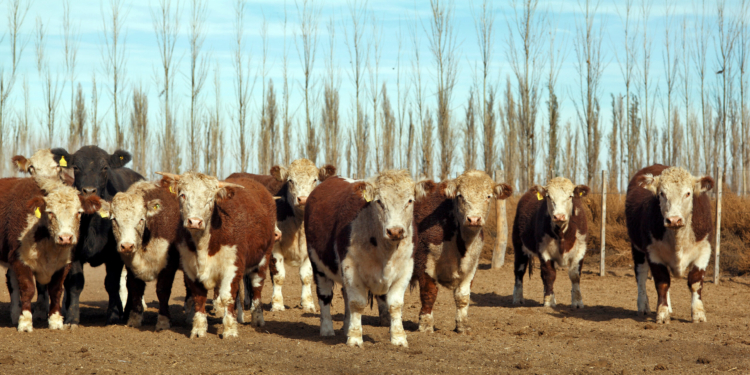 La producción bruta autóctona de ganado bovino descenderá en 11,4 millones de cabezas en el primer semestre 2026