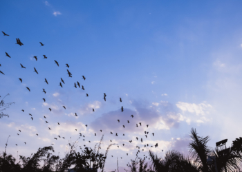 La Comisión publica directrices para la elaboración de normas pragmáticas y proporcionadas sobre la protección de las aves silvestres