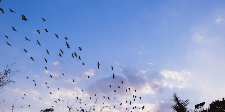 La Comisión publica directrices para la elaboración de normas pragmáticas y proporcionadas sobre la protección de las aves silvestres