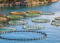 Un millón de toneladas en acuicultura se cultivaron en la UE en 2024