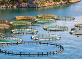Un millón de toneladas en acuicultura se cultivaron en la UE en 2024
