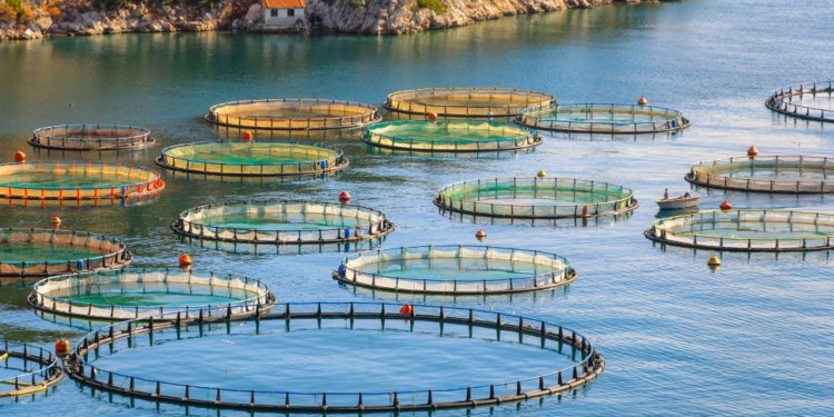 Un millón de toneladas en acuicultura se cultivaron en la UE en 2024