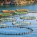 Un millón de toneladas en acuicultura se cultivaron en la UE en 2024