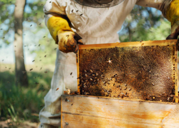 Crecimiento de las abejas: las colmenas de la UE alcanzan un récord de 9,4 millones