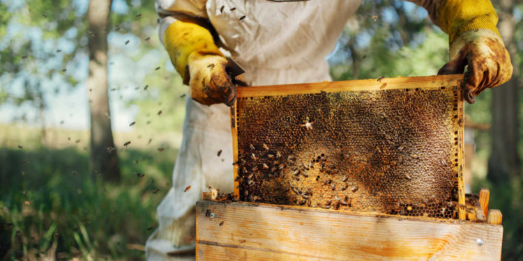 Crecimiento de las abejas: las colmenas de la UE alcanzan un récord de 9,4 millones