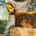 Crecimiento de las abejas: las colmenas de la UE alcanzan un récord de 9,4 millones