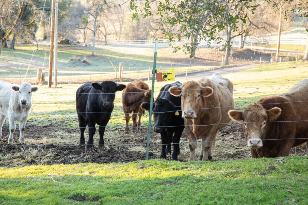 Vacas de diferentes colores pastando en un prado rural