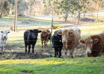 Vacas de diferentes colores pastando en un prado rural