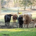 Vacas de diferentes colores pastando en un prado rural