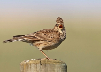 Las poblaciones de aves y mariposas de la UE están disminuyendo