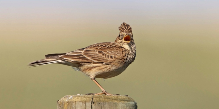 Las poblaciones de aves y mariposas de la UE están disminuyendo
