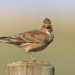 Las poblaciones de aves y mariposas de la UE están disminuyendo