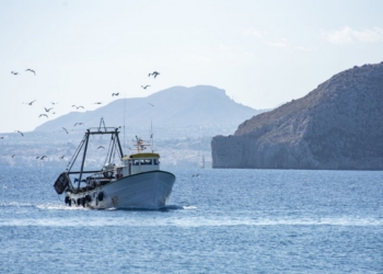 Barco pesquero navegando en el mar con gaviotas volando alrededor.