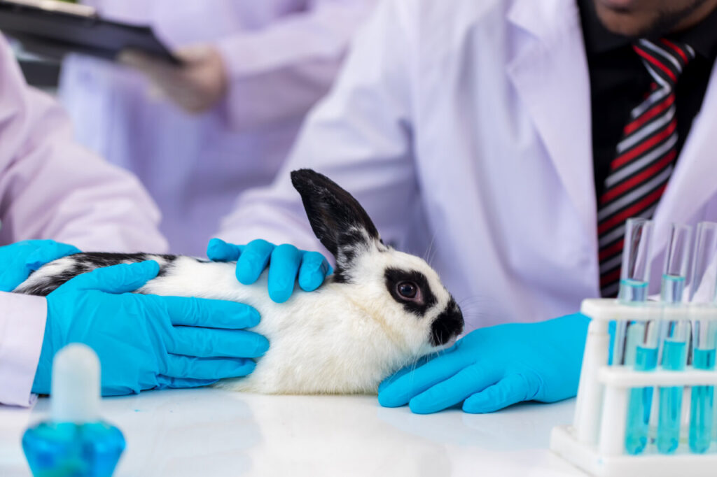 Conejo blanco y negro en un laboratorio durante un examen médico