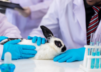 Conejo blanco y negro en un laboratorio durante un examen médico