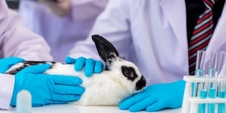 Conejo blanco y negro en un laboratorio durante un examen médico