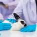 Conejo blanco y negro en un laboratorio durante un examen médico