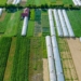 Vista aérea de invernaderos agrícolas en un campo verde