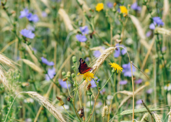 El Eurobarómetro muestra un apoyo público continuo a la protección de la biodiversidad en toda Europa