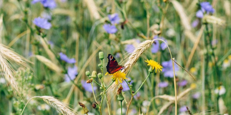 El Eurobarómetro muestra un apoyo público continuo a la protección de la biodiversidad en toda Europa