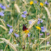 El Eurobarómetro muestra un apoyo público continuo a la protección de la biodiversidad en toda Europa