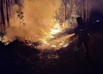 Bombero apagando un incendio forestal en un bosque
