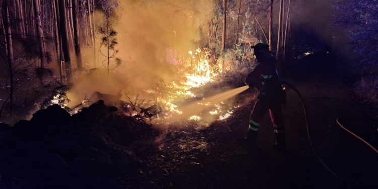 Bombero apagando un incendio forestal en un bosque