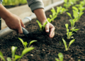 El Parlamento ha adoptado medidas destinadas a aliviar el impacto del aumento de los precios de los fertilizantes en los agricultores de la UE