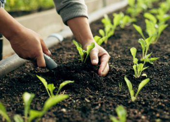 El Parlamento ha adoptado medidas destinadas a aliviar el impacto del aumento de los precios de los fertilizantes en los agricultores de la UE