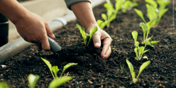 El Parlamento ha adoptado medidas destinadas a aliviar el impacto del aumento de los precios de los fertilizantes en los agricultores de la UE