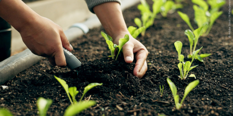 El Parlamento ha adoptado medidas destinadas a aliviar el impacto del aumento de los precios de los fertilizantes en los agricultores de la UE