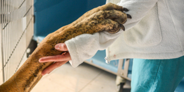 La Comisión destaca los logros de las normas de la UE en materia de sanidad animal