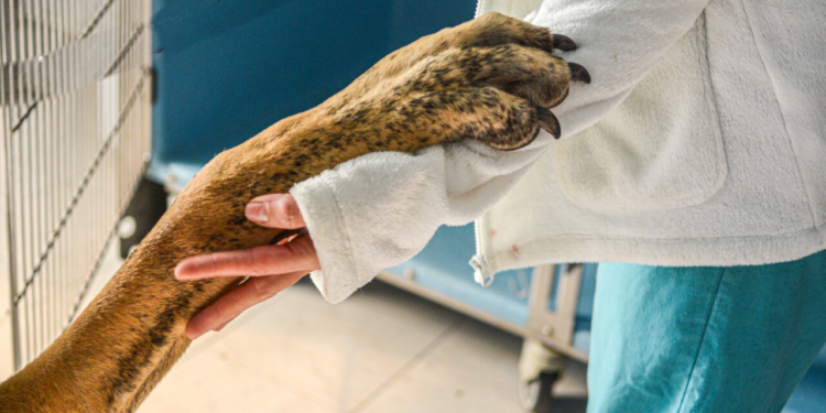 La Comisión destaca los logros de las normas de la UE en materia de sanidad animal
