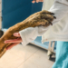 La Comisión destaca los logros de las normas de la UE en materia de sanidad animal